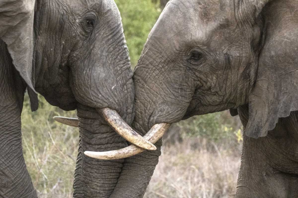 South Africa, Sparring elephants